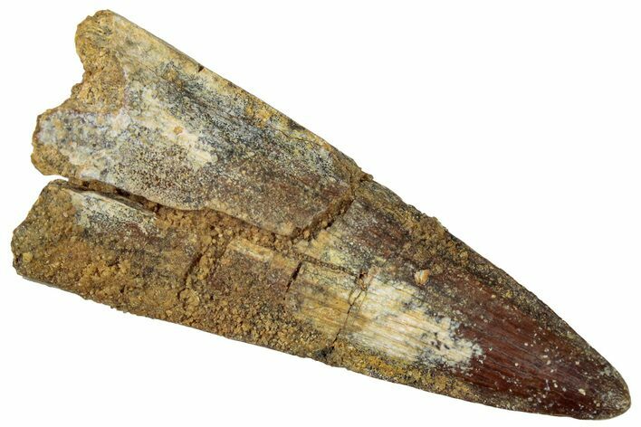 Cretaceous Fossil Crocodylomorph Tooth - Morocco #299210